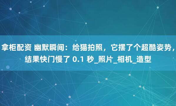 拿柜配资 幽默瞬间：给猫拍照，它摆了个超酷姿势，结果快门慢了 0.1 秒_照片_相机_造型